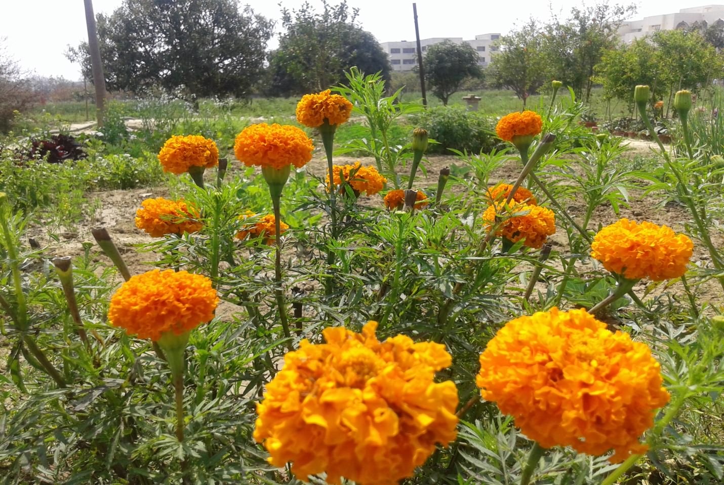 Marigold cultivation