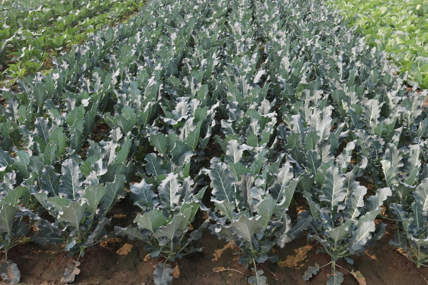 Improved cultivation of broccoli