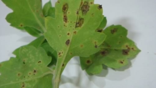 Brown pustules on the lower side of leaves