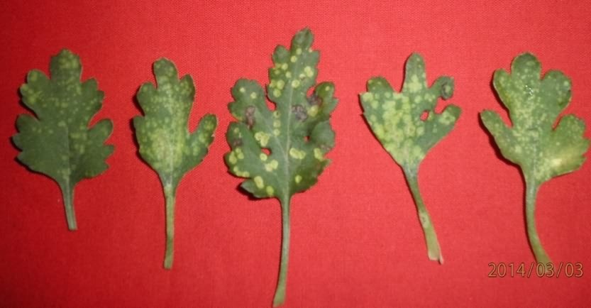 White pustules on the lower side of the leaves