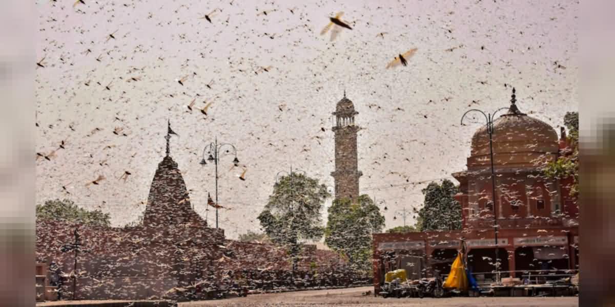 Swarms of Locust over the Jaipur city in Rajasthan