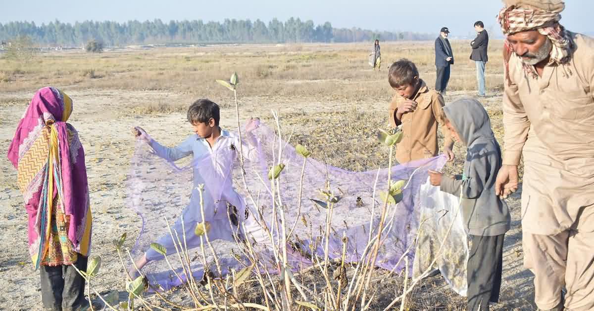 ocusts collection using nets in Okara, Pakistan 