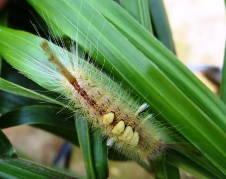 Larvae of tussock caterpillar