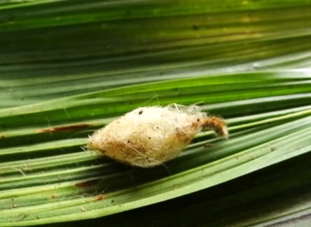 Pupal cocoon of tussock caterpillar