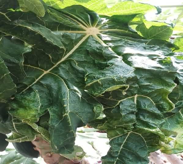 Leaf curl of papaya