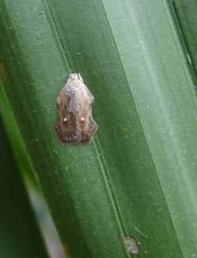 Figure 1 Moth of oil palm leaf webworm