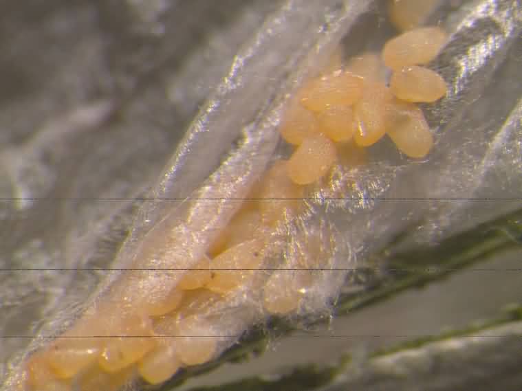 Figure 2 Eggs of oil palm leaf webworm
