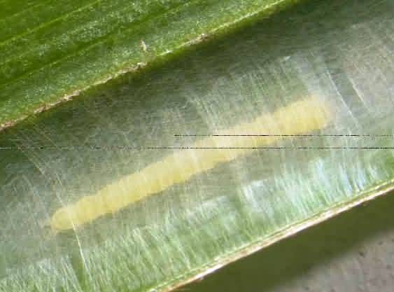 Figure 3 Larva inside the web
