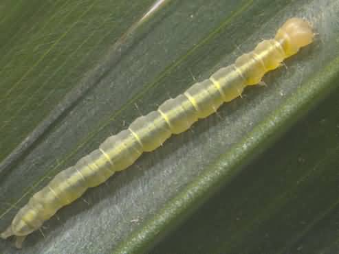 Figure 4 Larva of leaf webworm