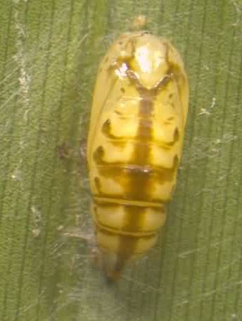 Figure 5 Pupa of leaf webworm