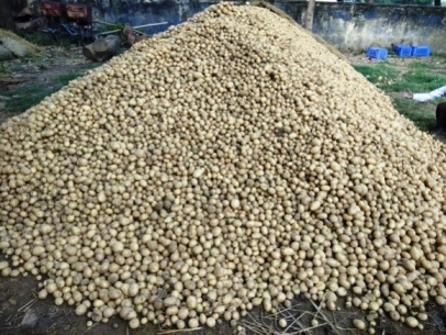 Heap of seed tubers
