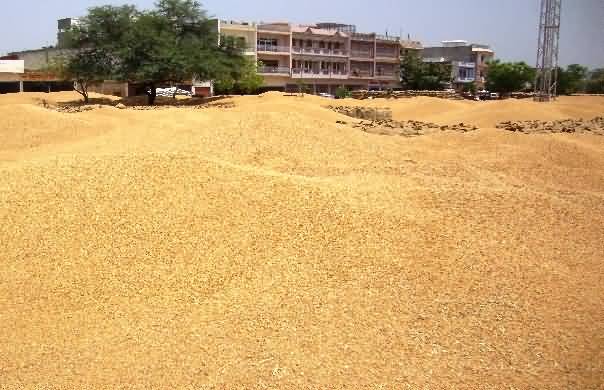 wheat grain production in India
