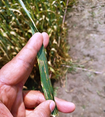 Blast disease of wheat 