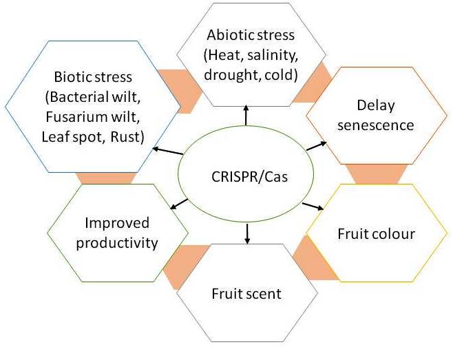 Application of CRISPR/CAS for improving various traits in horticultural crops.