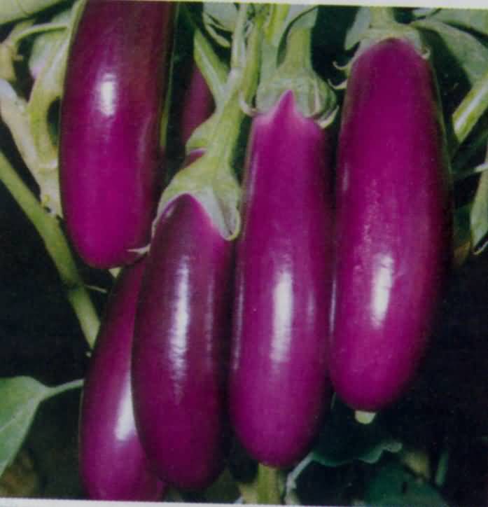 Brinjal long (Anamika)