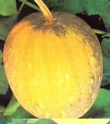 Pumpkin