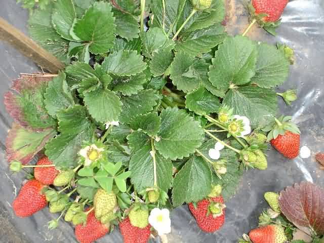 Strawberry variety Camarosa