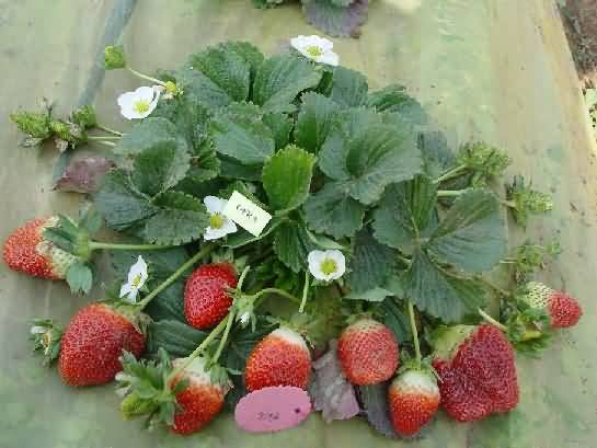 Strawberry Plant with fruits