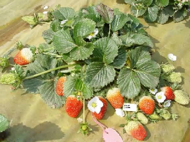 Ofra variety of Strawberry