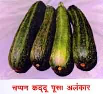 Pusa Alankar variety of summer squash