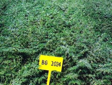 BG 2024 variety of chickpea