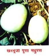 Pusa Madhuras muskmelon