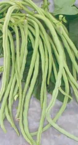  Cowpea variety pusa sukomal