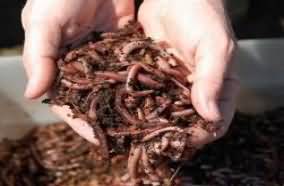 Worms used in compost making 