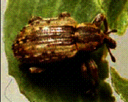 alfalfa adult weevil