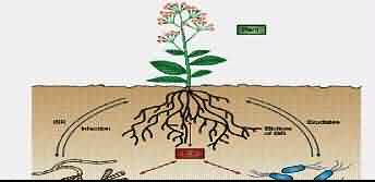 P. fluorescens induce systemic resistance in plants