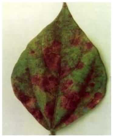 Anthracnose Disease in uard bean