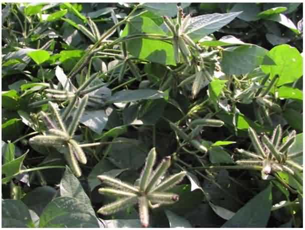 Healthy crop of Urad