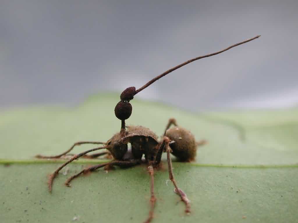 Entomopathogenic fungi