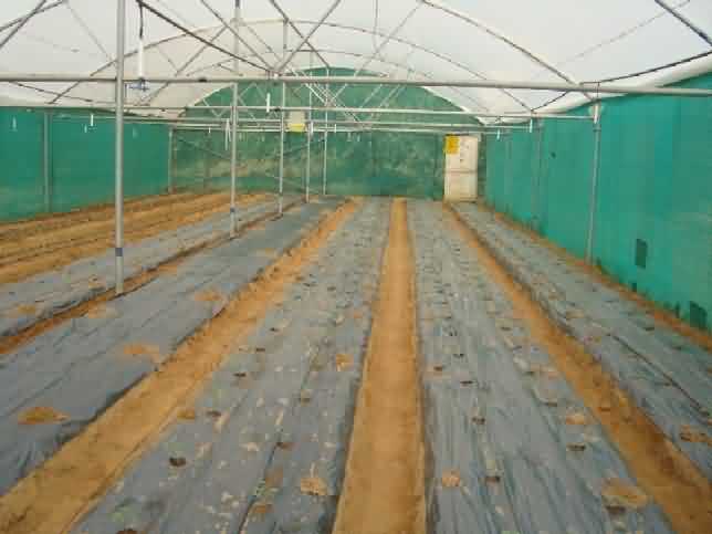 Plantation of Capsicum seedlings on mulch bed