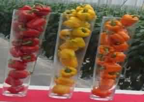 colored capsicum cultivation