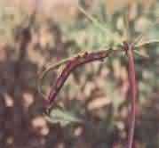 smooth greyish-brown caterpillars