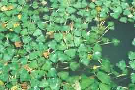 Water chestnut growing in pond
