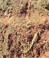 The main cause of the Wilt of Chickpea  disease is a fungus