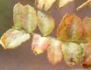Powdery mildew (Oidiopsis taurica) disease of Chickpea