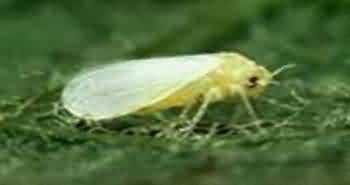 मूग की सफेद मक्खी