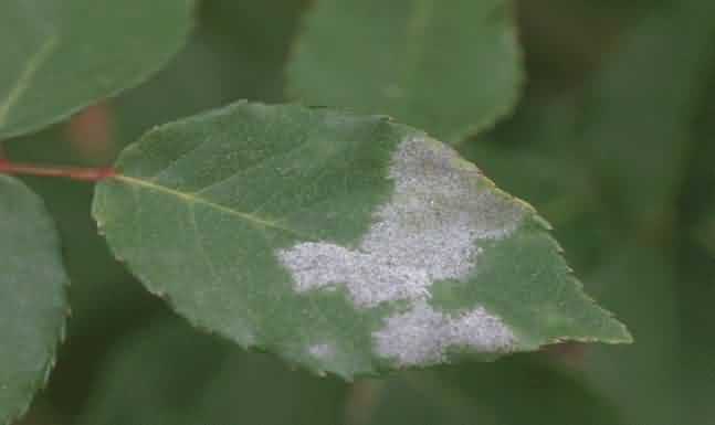 Powdery mildew in Rose crop