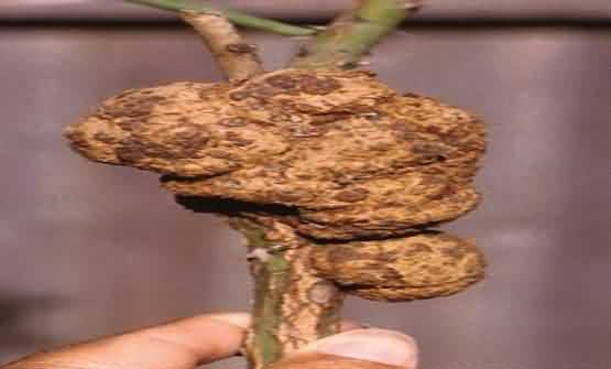 Crown Gall of Rose crop