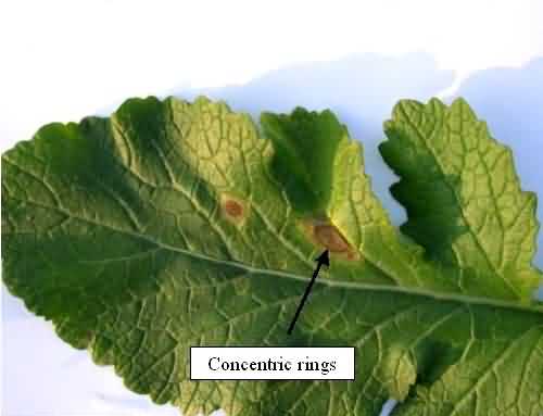 Round concentric rings of Alternaria Blight of  mustard