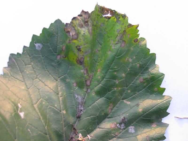 Alternaria Blight of  mustard