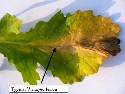 V shaped lesion of Bacterial Leaf spot/ blight in  mustard