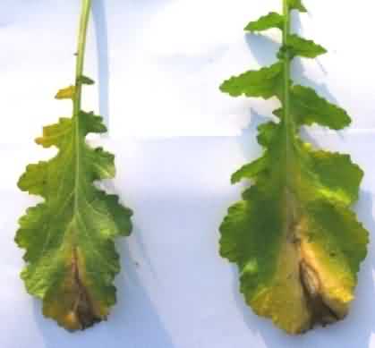 Bacterial Leaf spot in  mustard