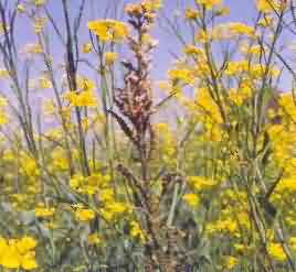 Aphid infested crop of Mustard