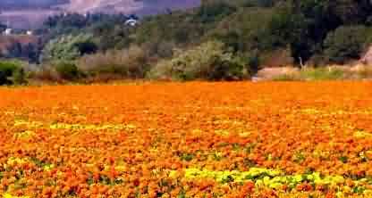 marigold field