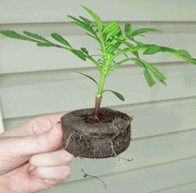 Marigold seedlings ready for transplanting 