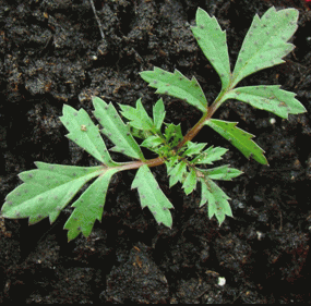 Transplanted seedlings of Marigold